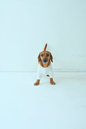 
            
                Load image into Gallery viewer, SEA x S for DOGS VINTAGE 吊り天竺クルーネックポケットTEE
            
        